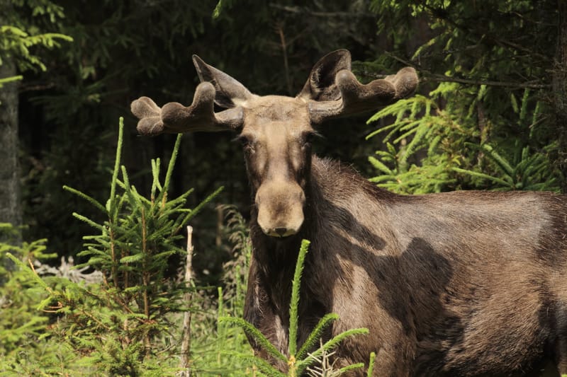 Älgsafari, Arvika Adventures