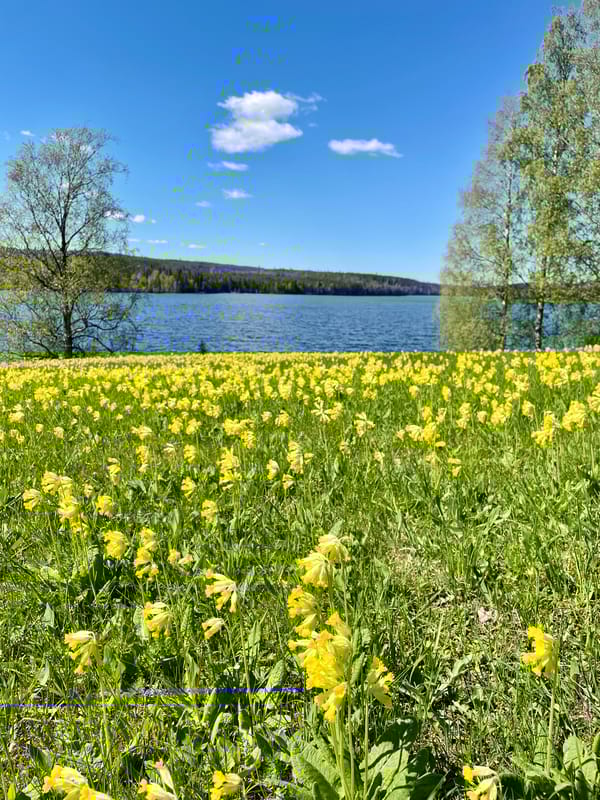 Tibergs udde vandringsled