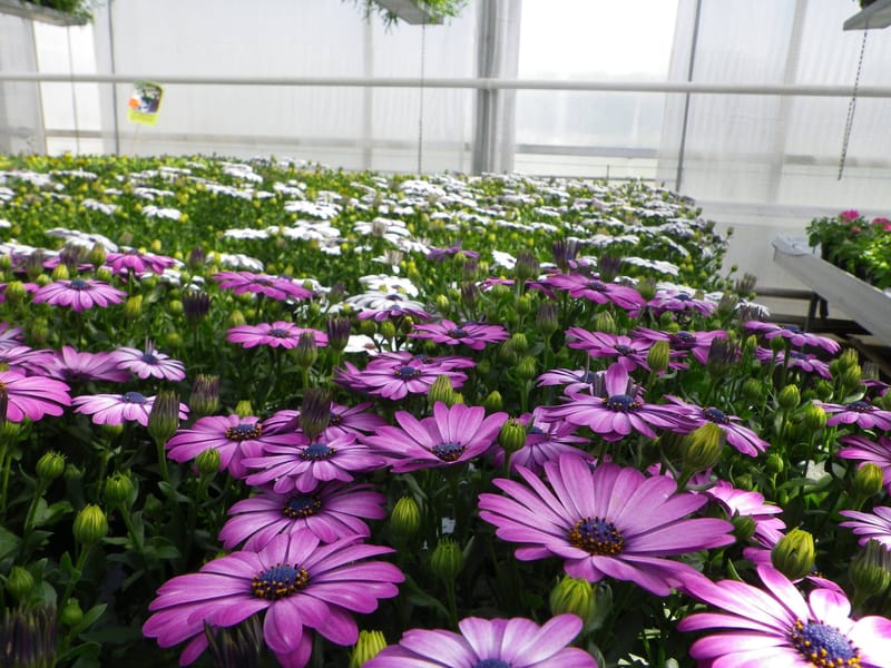 Hveems Handelsträdgård