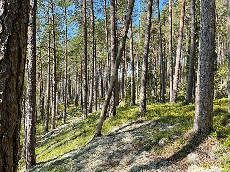 Bollåsens Naturreservat