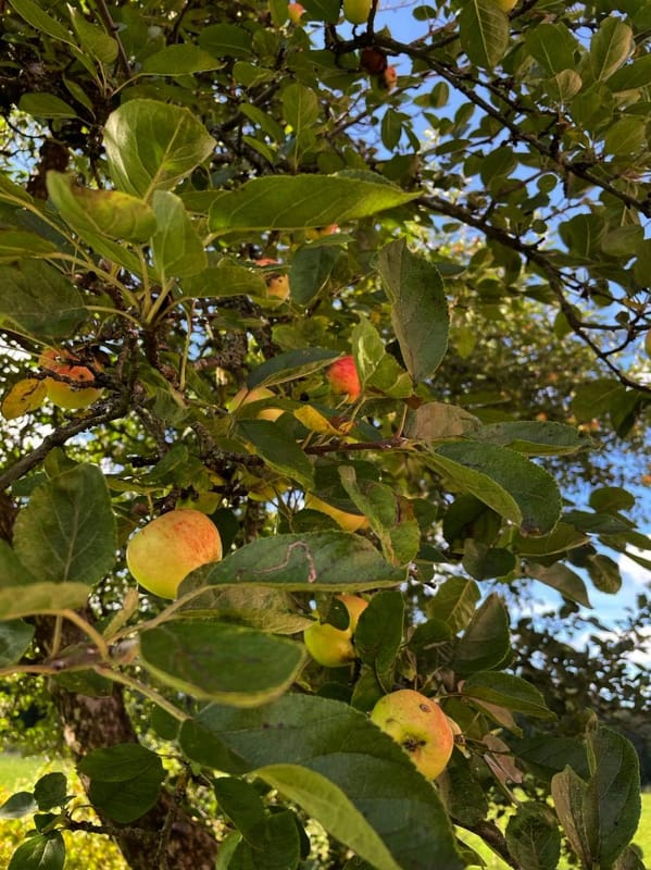 Café på Skifwegården