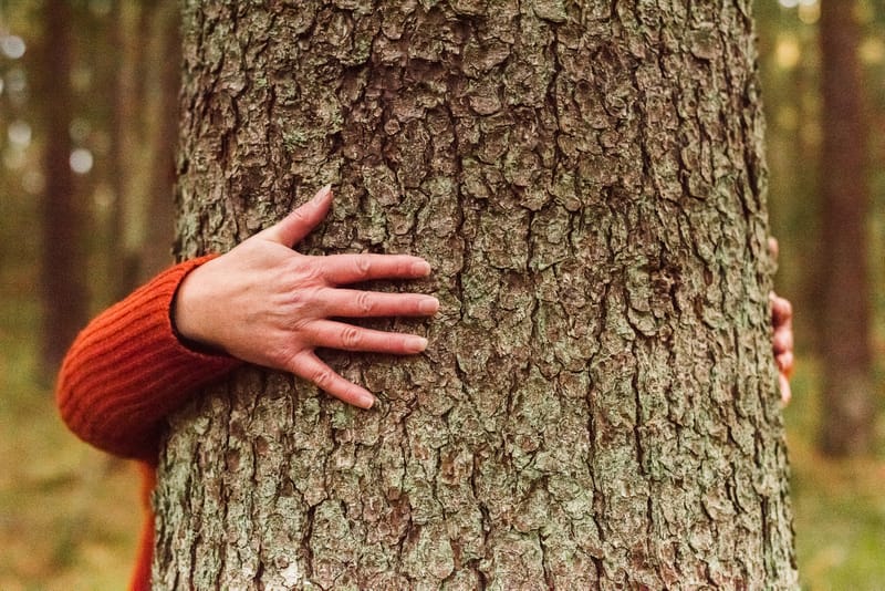 Ulvfjället Naturreservat