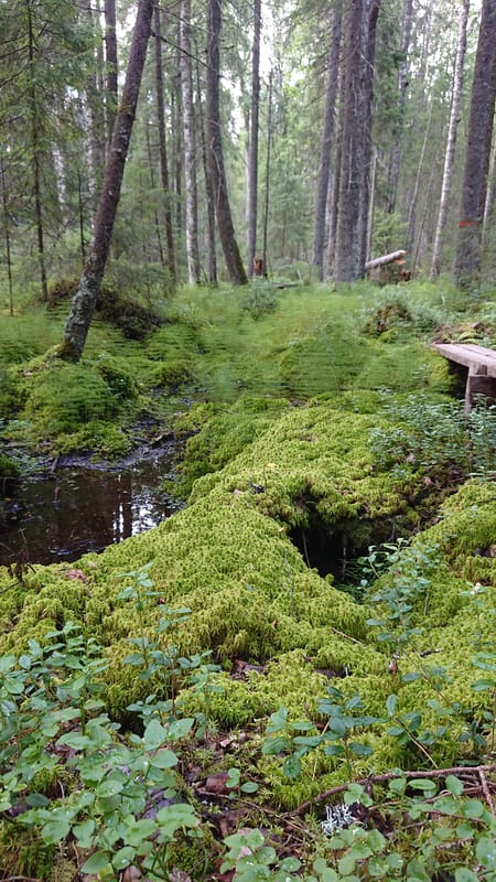 Rundslinga Nordsjöskogen