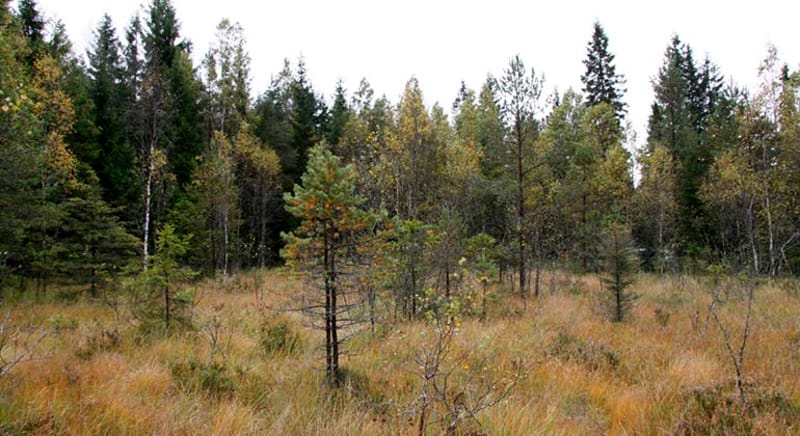 Bofallsmossen - Naturreservat