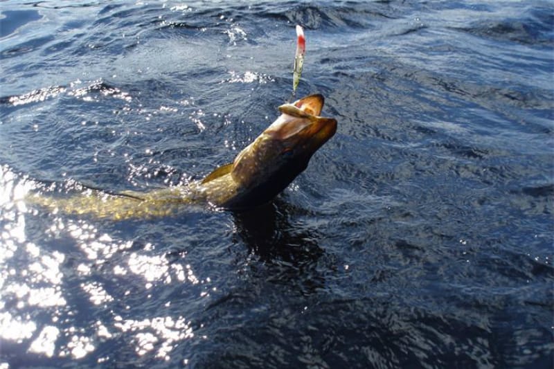 Guidad fisketur: Arvika Adventures