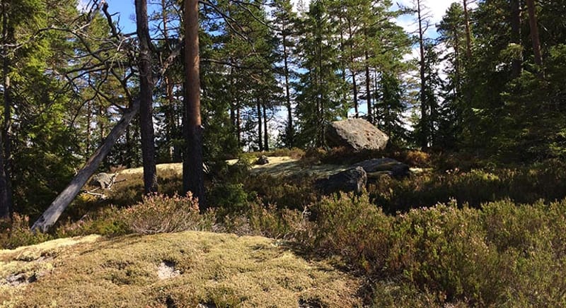 Lobergshöjden - Naturreservat