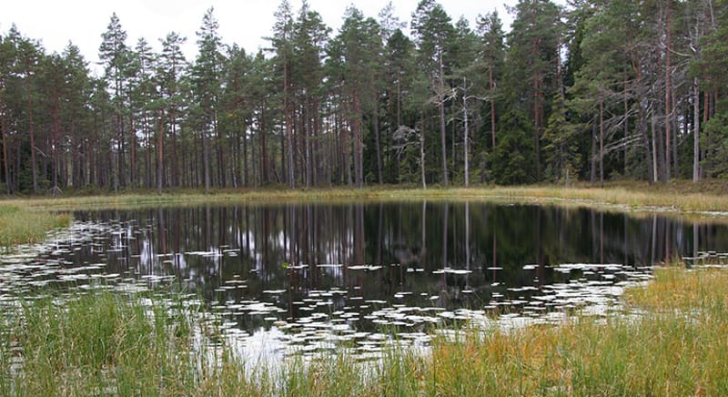 Ängsmossetjärnarna - Naturreservat