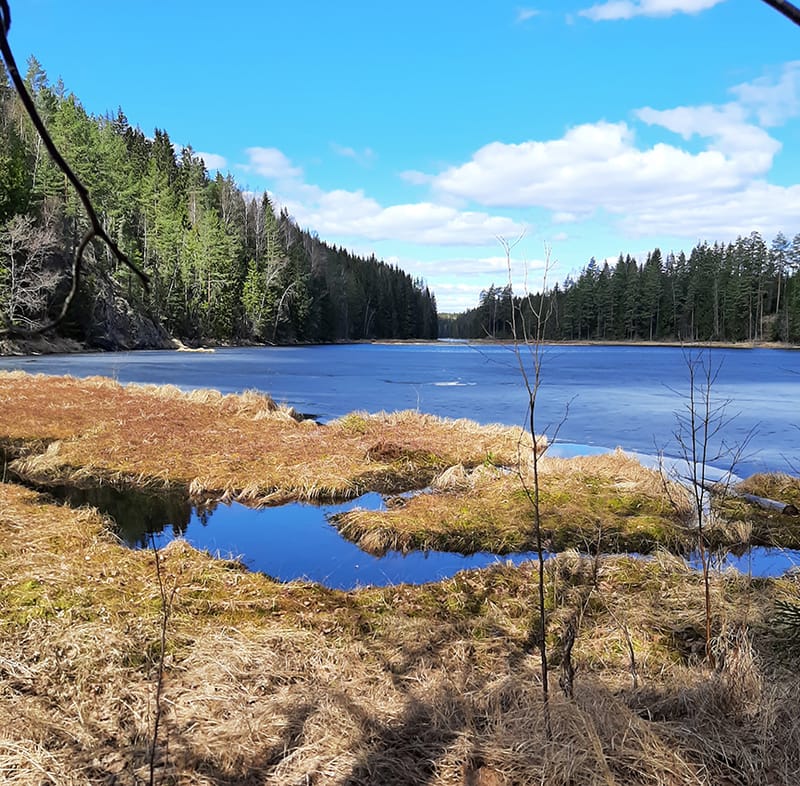 Öjenäsbäckens naturreservat