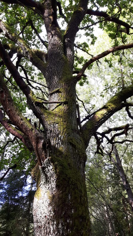 Motionsspår i Nysäter