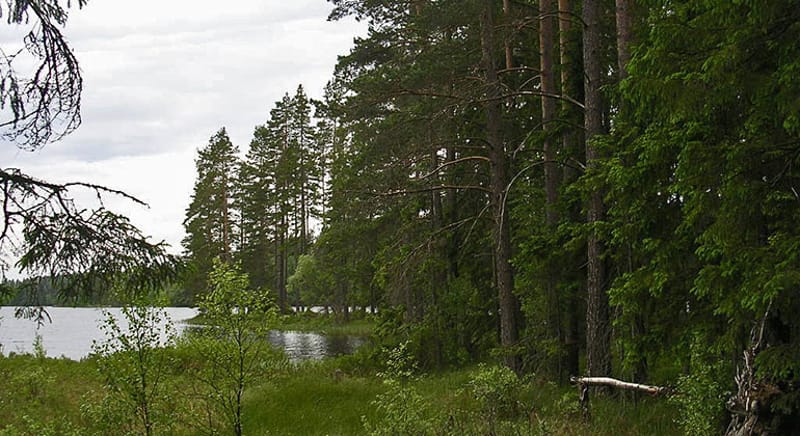 Älvskogen - Naturreservat