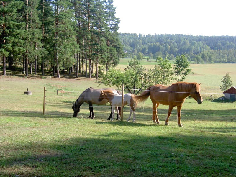 Mormorsgårdens Islandshästar
