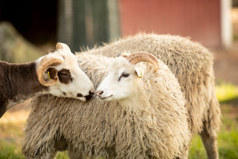 Guidad matningstur i Lillskogen