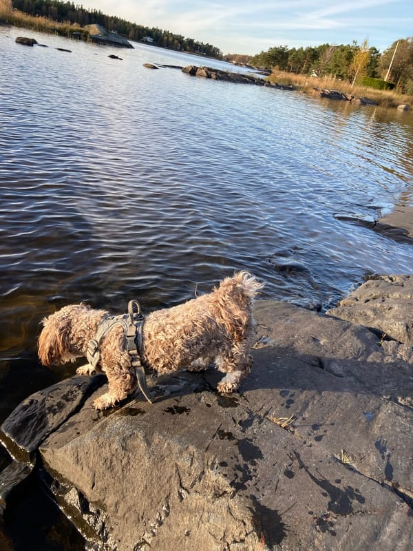 Hundbad i Kristinehamn