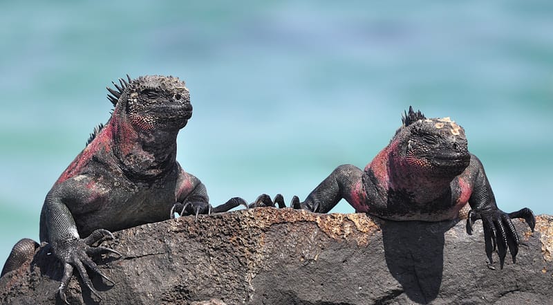 Bild till evenamnget Fotoutställning: Galapagos