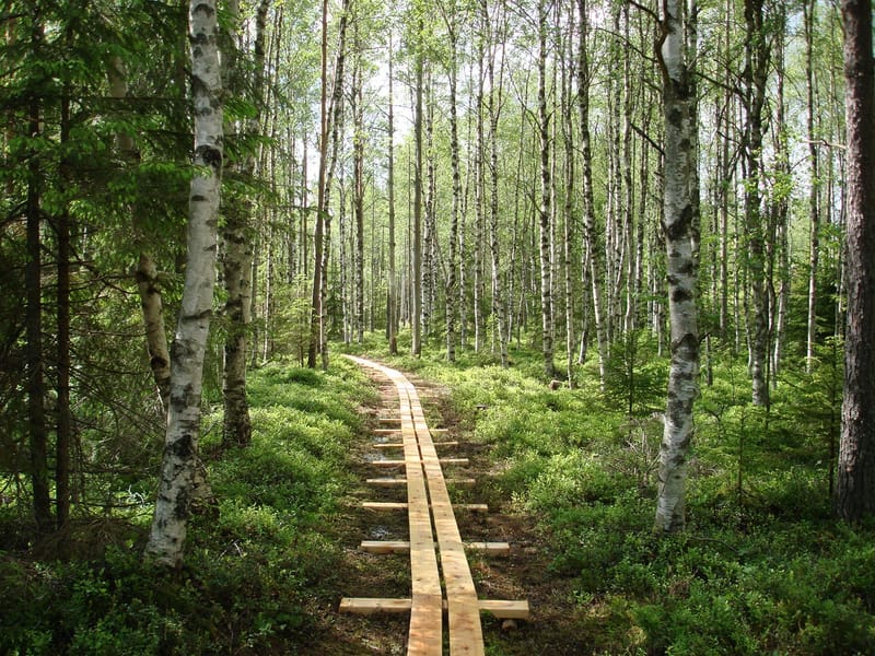 Byamossarna naturreservat