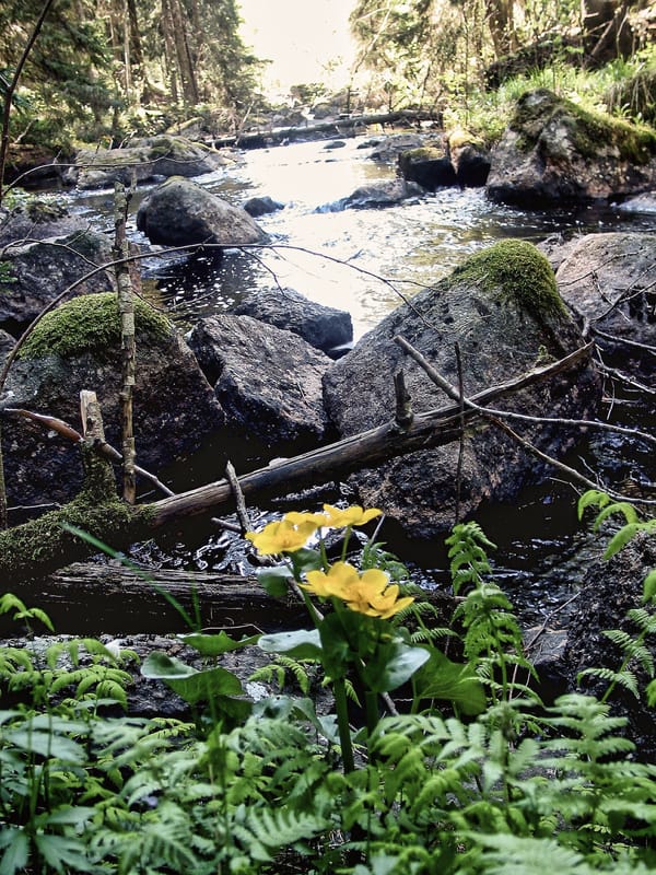 Guidning i Fasaskogen