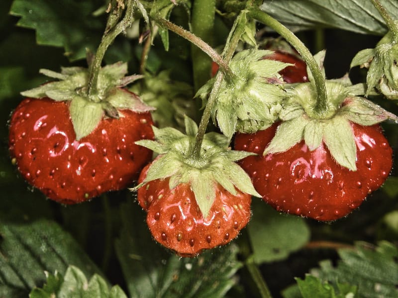 Midsommarfirande Svartå Folkets Park