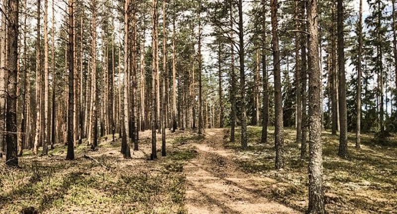 Brattfors Brandfält - Naturreservat