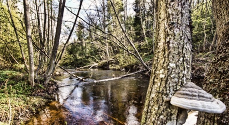 Lungälvsravinerna - Naturreservat