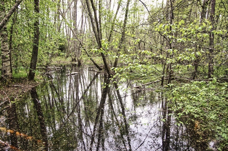 Naturreservatet Ginbergsängen
