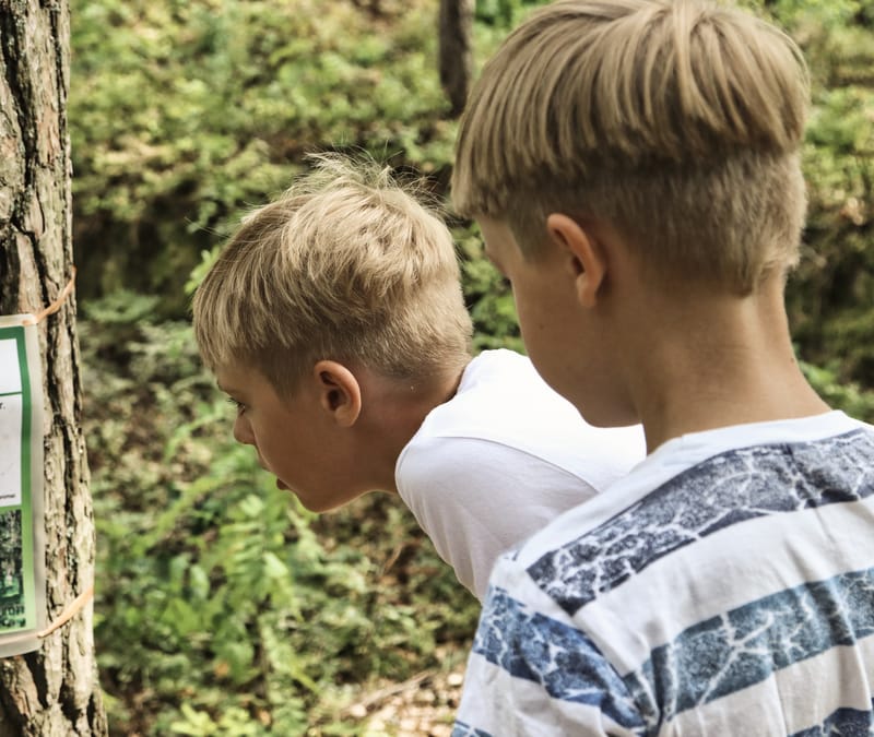 Skattjakt i skogen