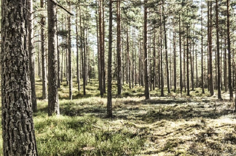 Högemons naturreservat