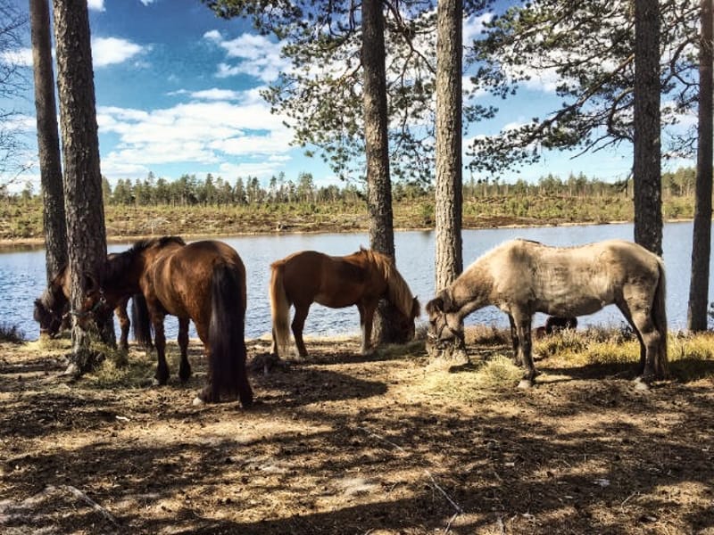 Turridning på islandshäst