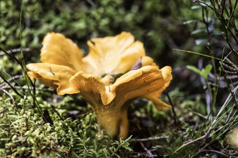 Norra Lien Naturreservat