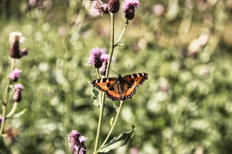 Kloften Naturreservat