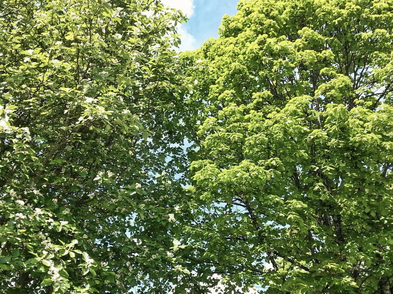 Deletjärnsåsens Naturreservat