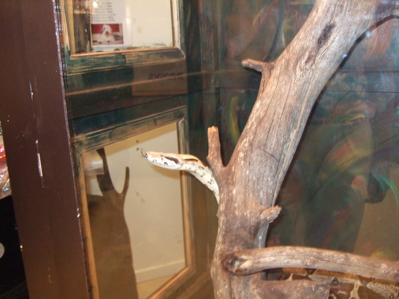 Djur & Djurtillbehör 