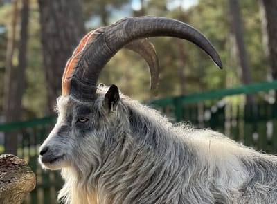 Göingeget i Lillskogen